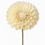 Outside The Box 10" Shola Natural Dried Flower W / Stick 16111