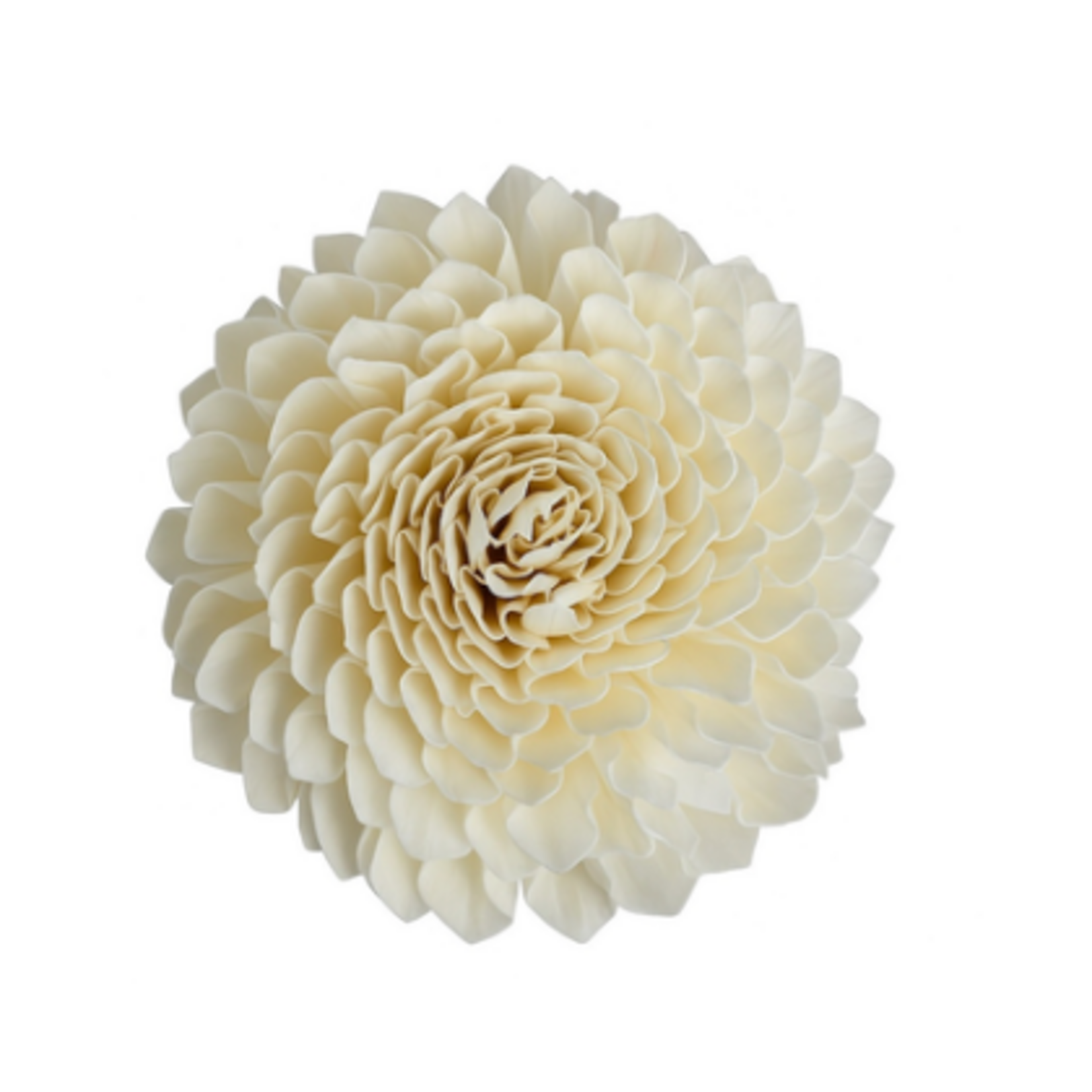 Outside The Box 10" Shola Natural Dried Flower W / Stick 16111