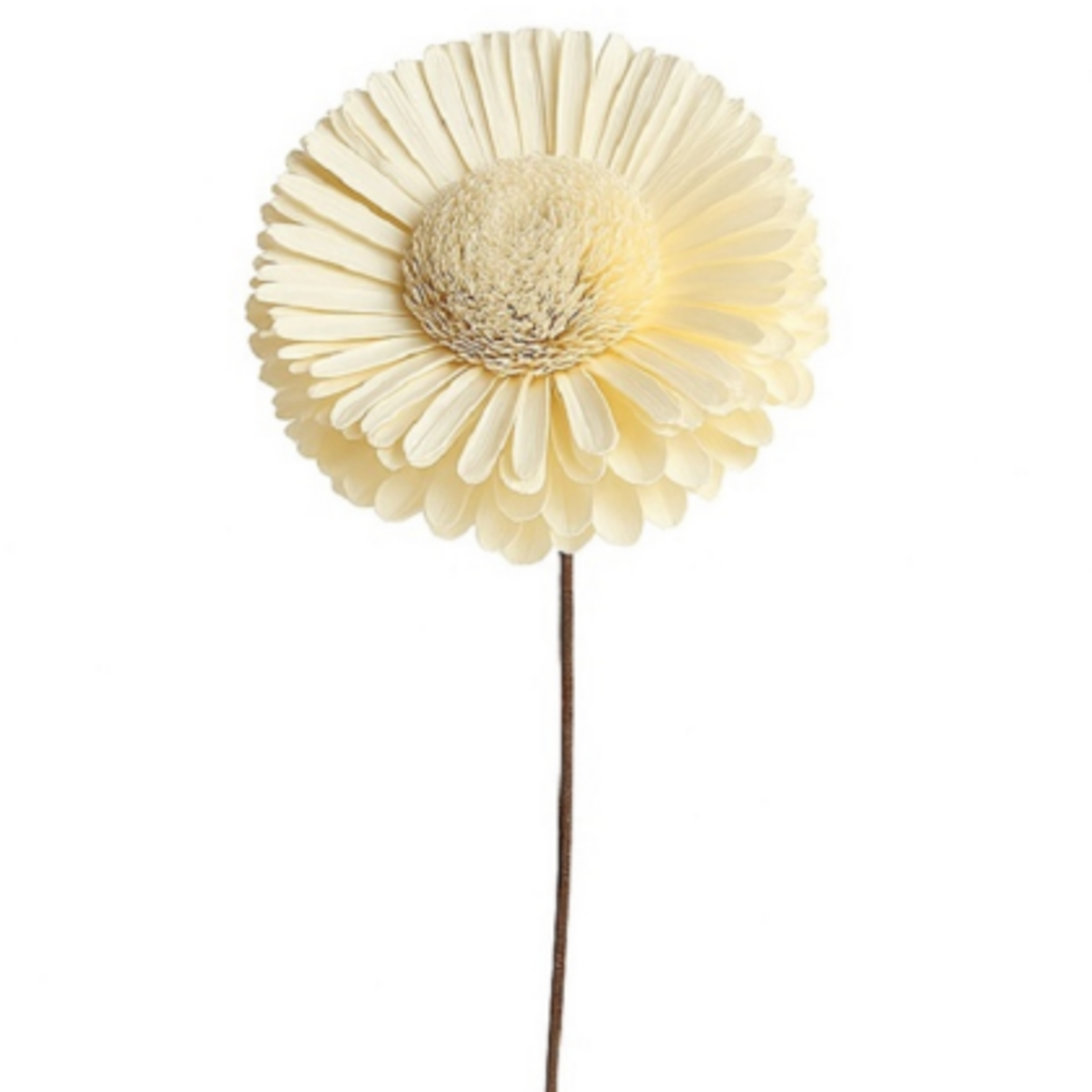 Outside The Box 10" Shola Sunflower Natural Dried Flower W / Stick 16112