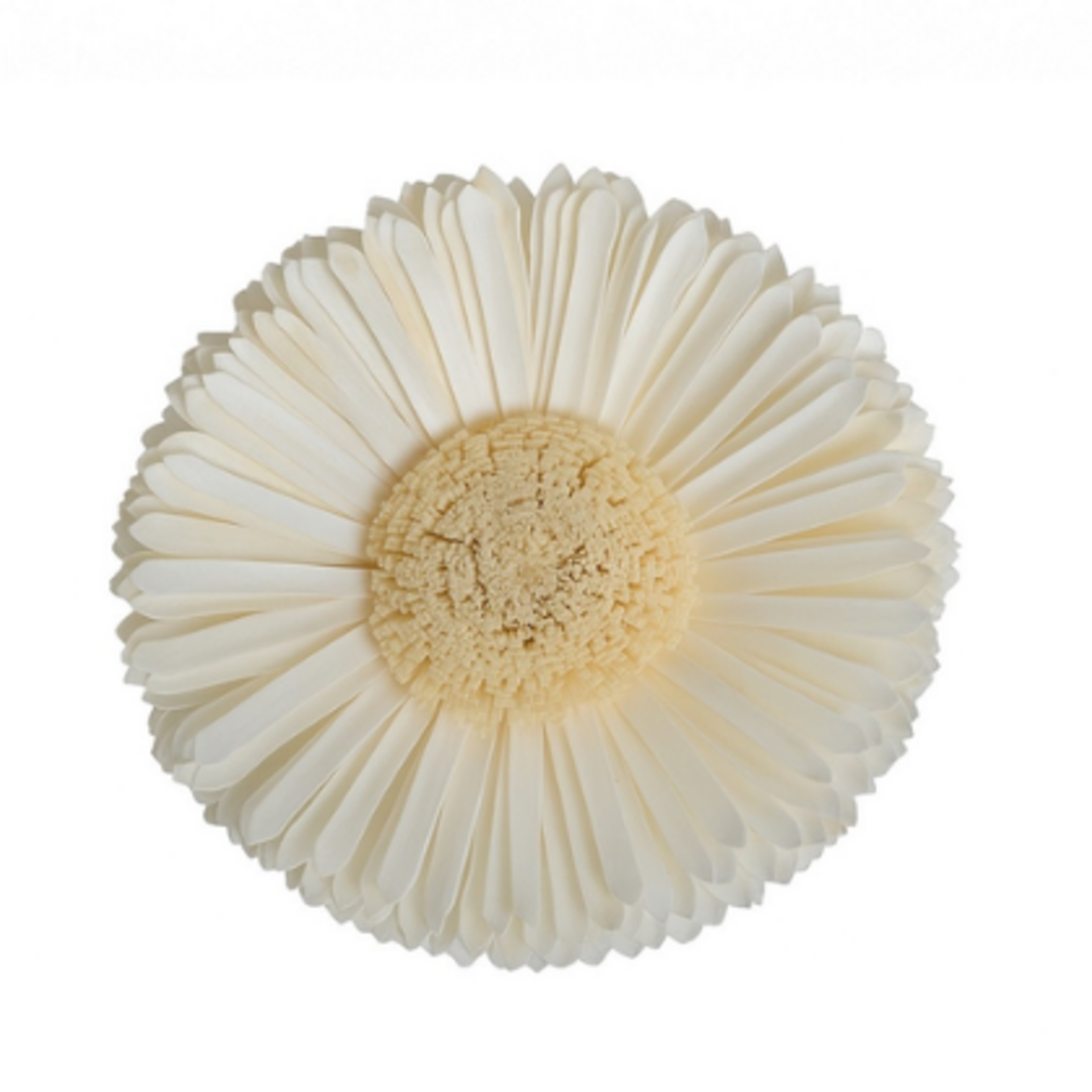 Outside The Box 10" Shola Sunflower Natural Dried Flower W / Stick 16112