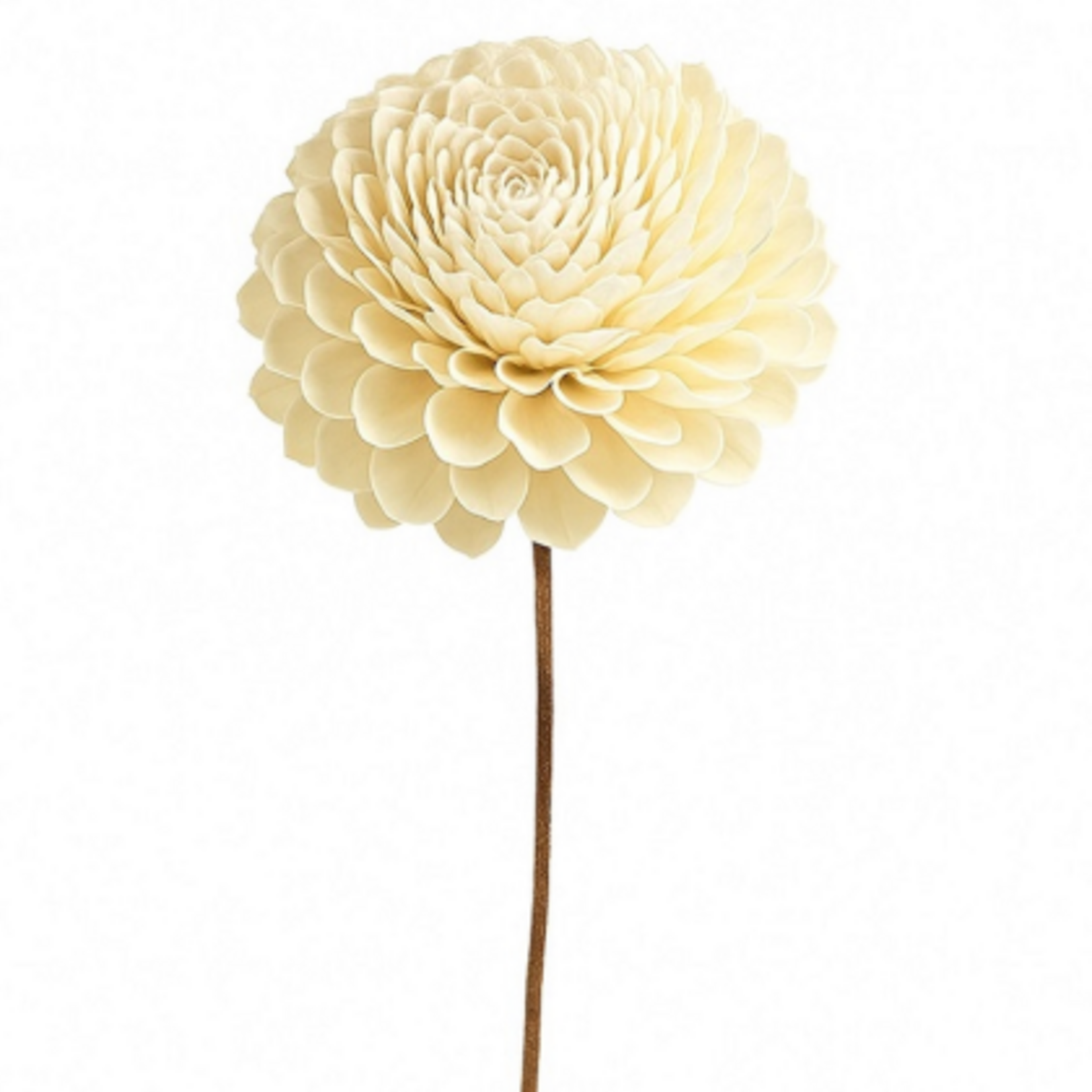 Outside The Box 10" Shola Zenia  Natural Dried Flower W / Stick 16113