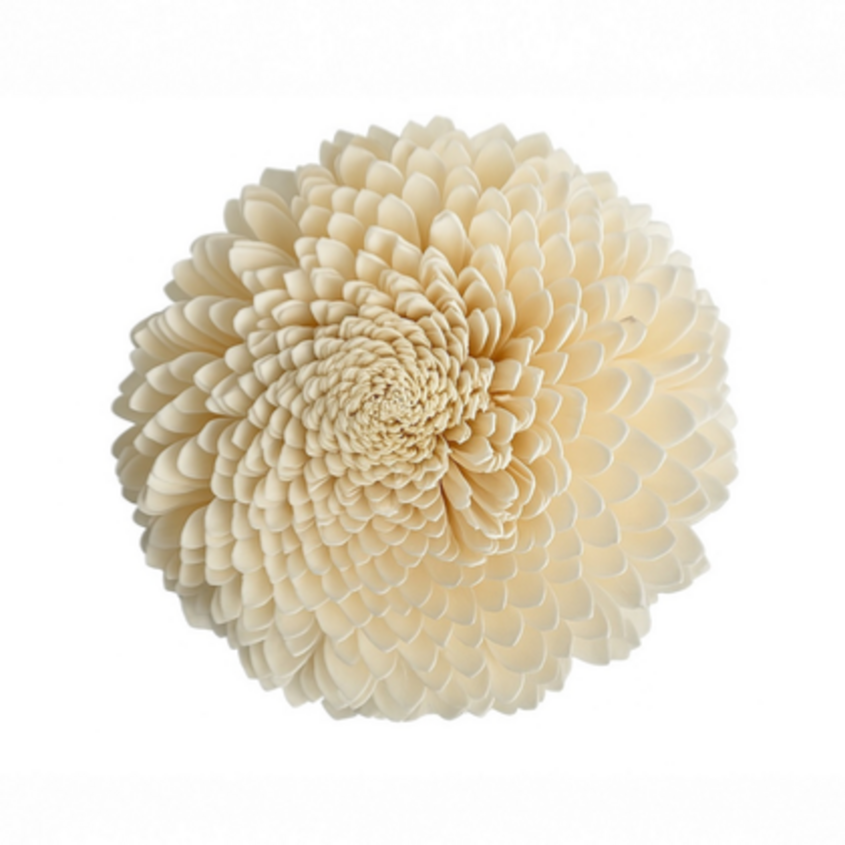 Outside The Box 10" Shola Zenia  Natural Dried Flower W / Stick 16113