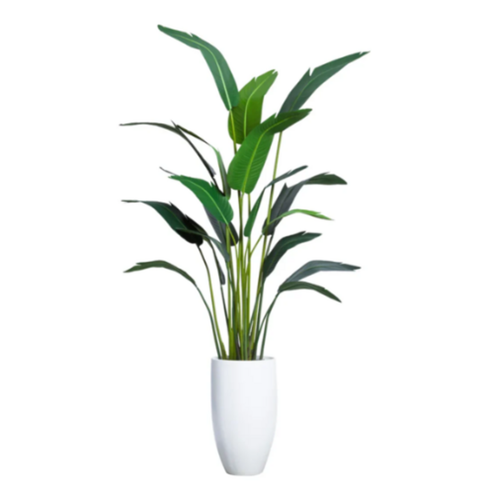 Outside The Box 8' Travelers Silk Palm In 27" White Smooth Pot