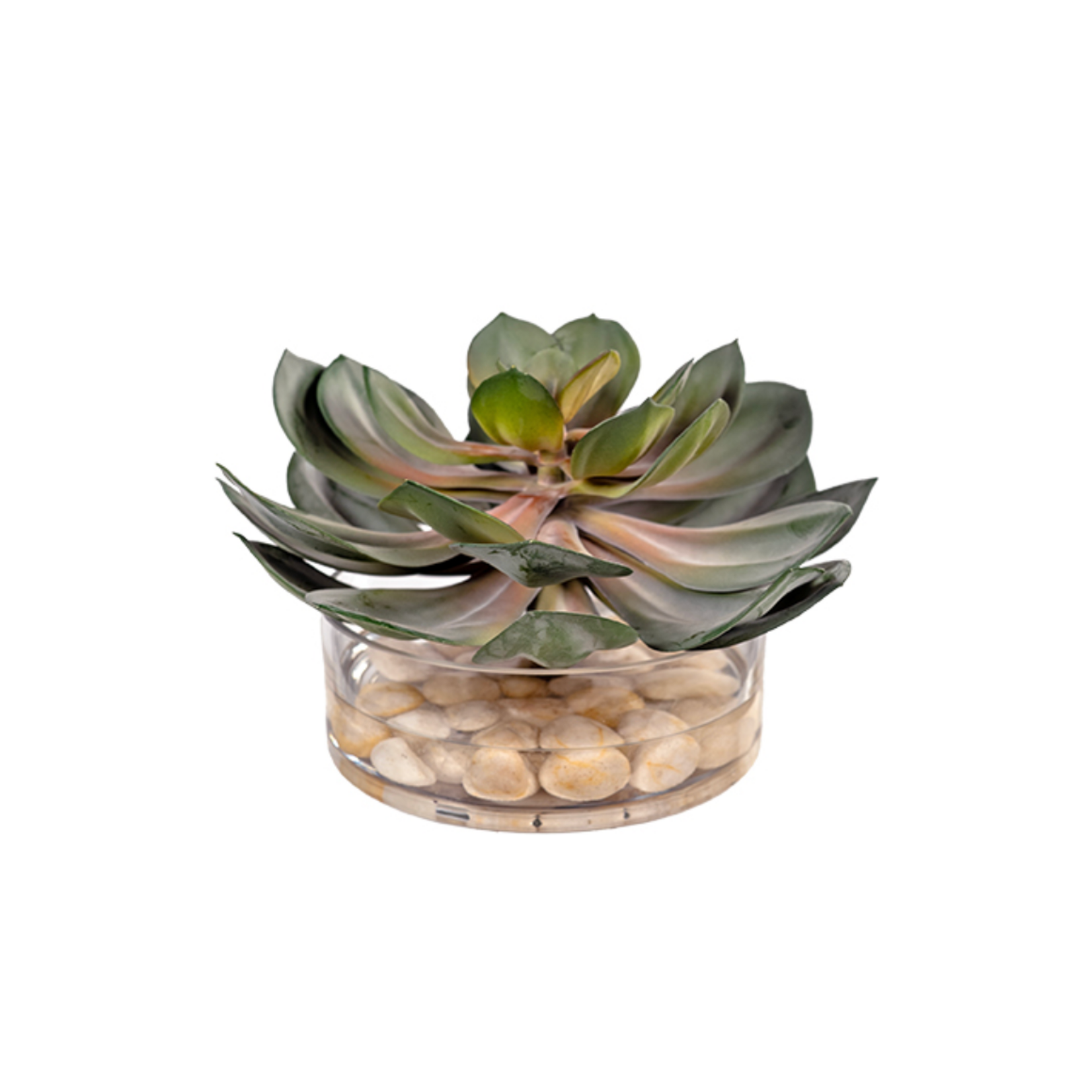 Outside The Box 8" Echeveria Succulent In Round Glass Vase