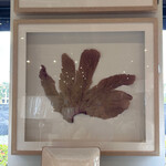 Outside The Box 43x40 Seafan One Of A Kind Shadow Box Frame #3