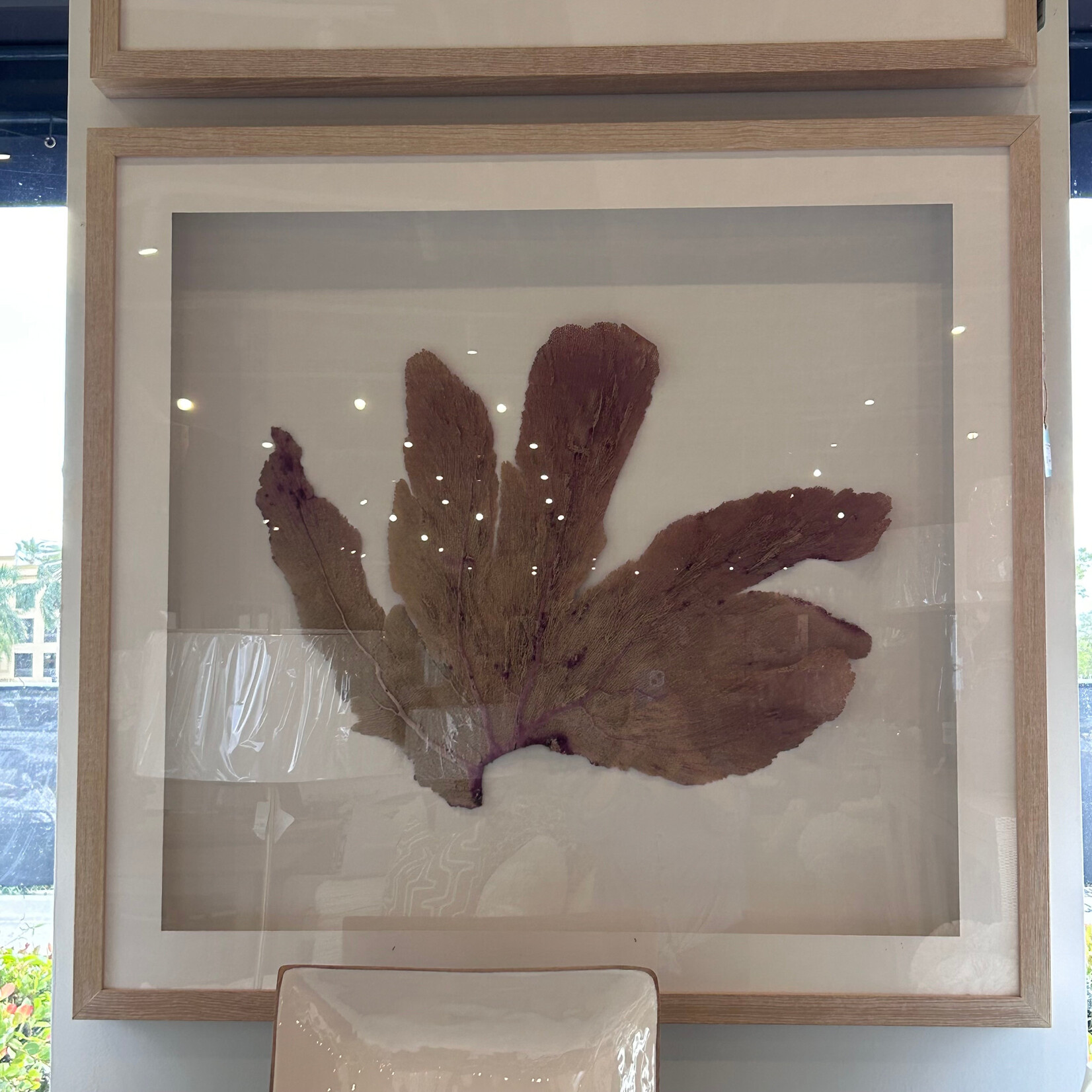 Outside The Box 43x40 Seafan One Of A Kind Shadow Box Frame #3