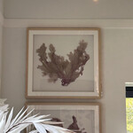 Outside The Box 43x41 Seafan One Of A Kind Shadow Box Frame #2