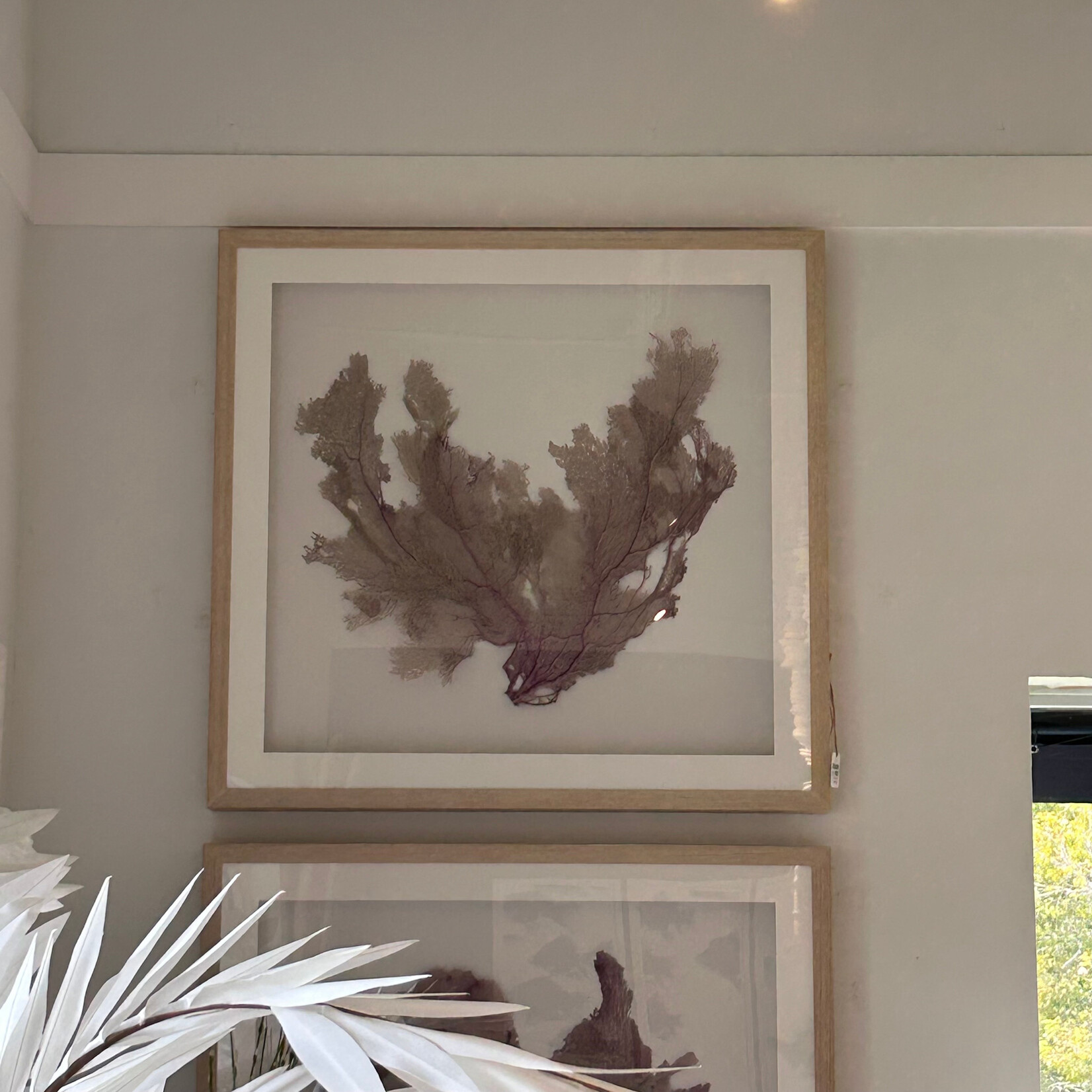 Outside The Box 43x41 Seafan One Of A Kind Shadow Box Frame #2