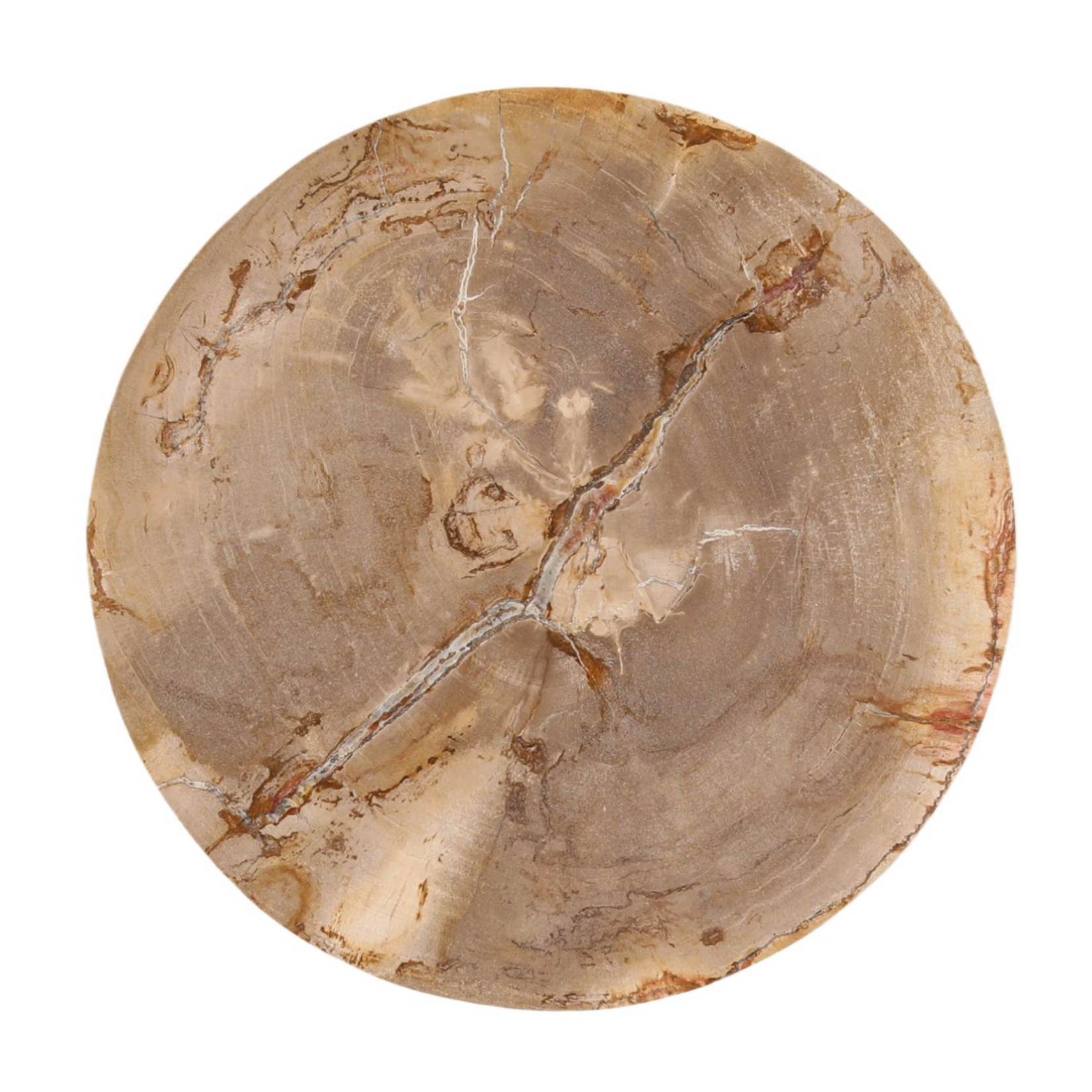 Outside The Box 13x22 Calvus Petrified Wood & Stainless Steel Side Table