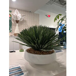 Outside The Box 27" Yucca Rostrata In White Newport Bowl