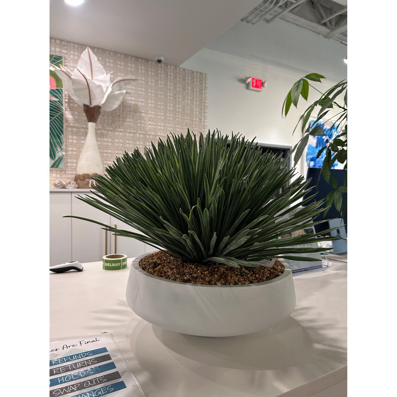 Outside The Box 27" Yucca Rostrata In White Newport Bowl