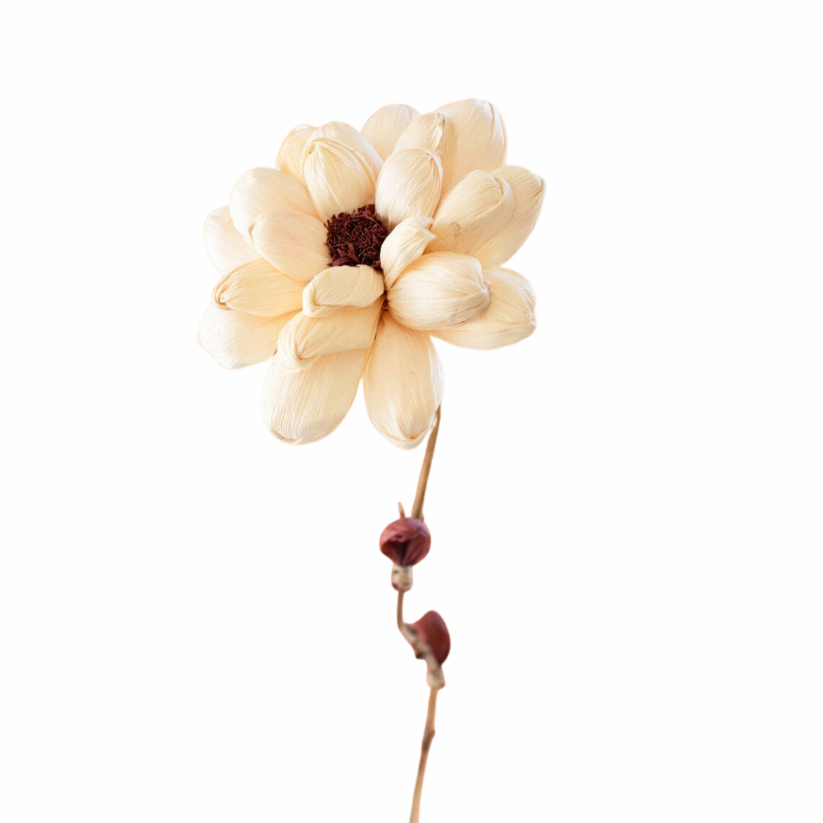 Outside The Box 56" Camilia Cornhusk Botanical Bamboo Stem