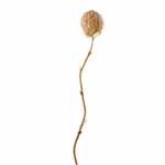 Outside The Box 56" Dried Cornhusk & Natural Pods Bamboo Stem