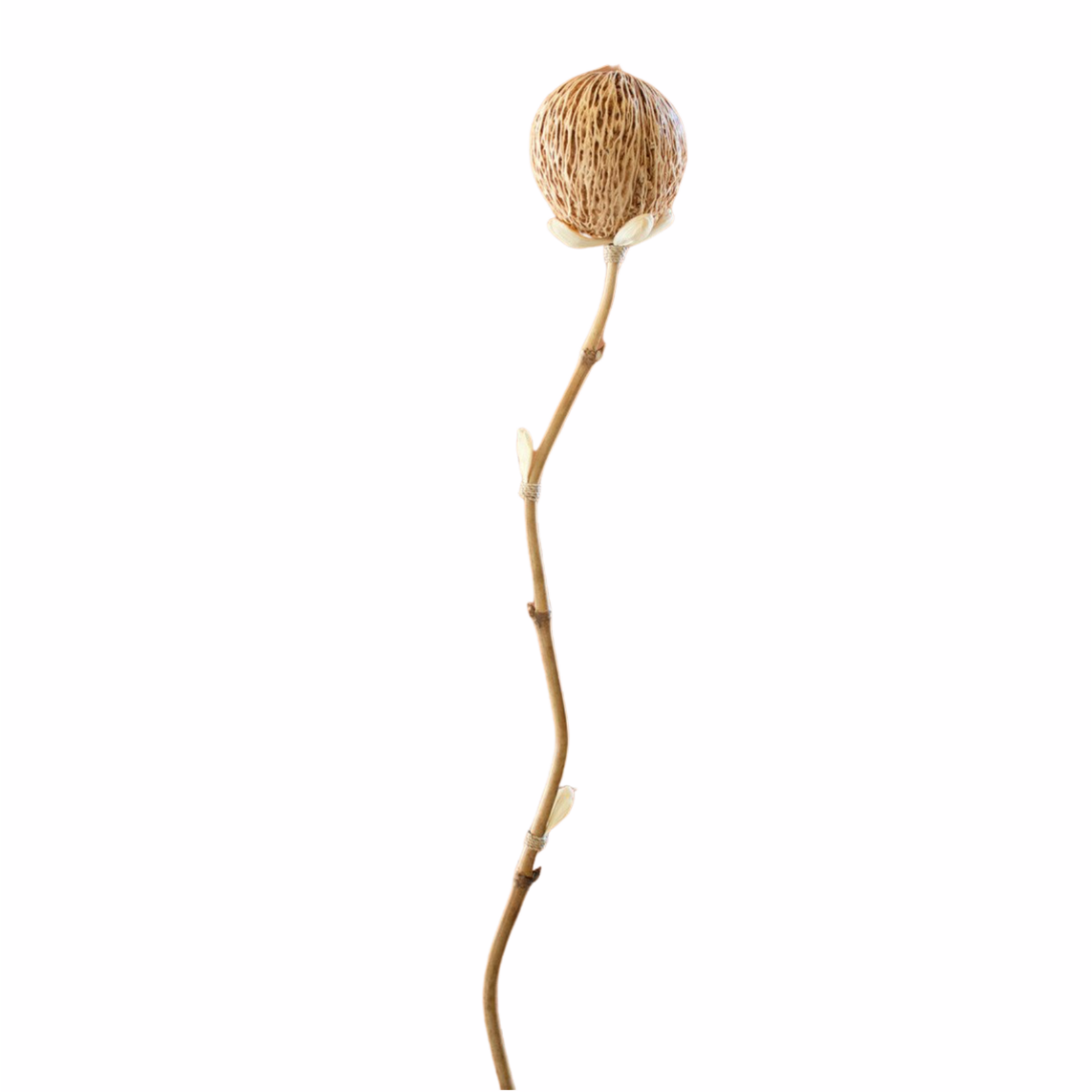 Outside The Box 56" Dried Cornhusk & Natural Pods Bamboo Stem