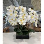 Outside The Box 12" Seven White Phalaenopsis Orchid In Rectangular Glass Vase