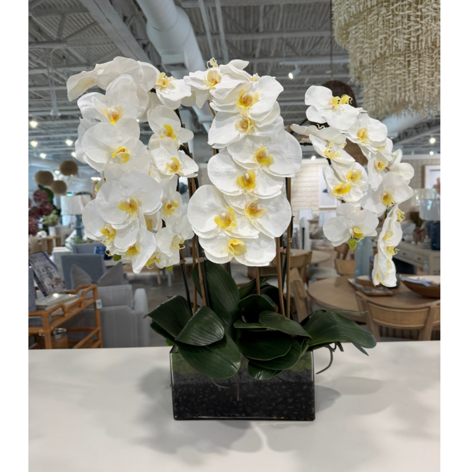 Outside The Box 12" Seven White Phalaenopsis Orchid In Rectangular Glass Vase