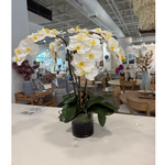 Outside The Box 6" Five White Phalaenopsis Orchid In Round Glass Vase