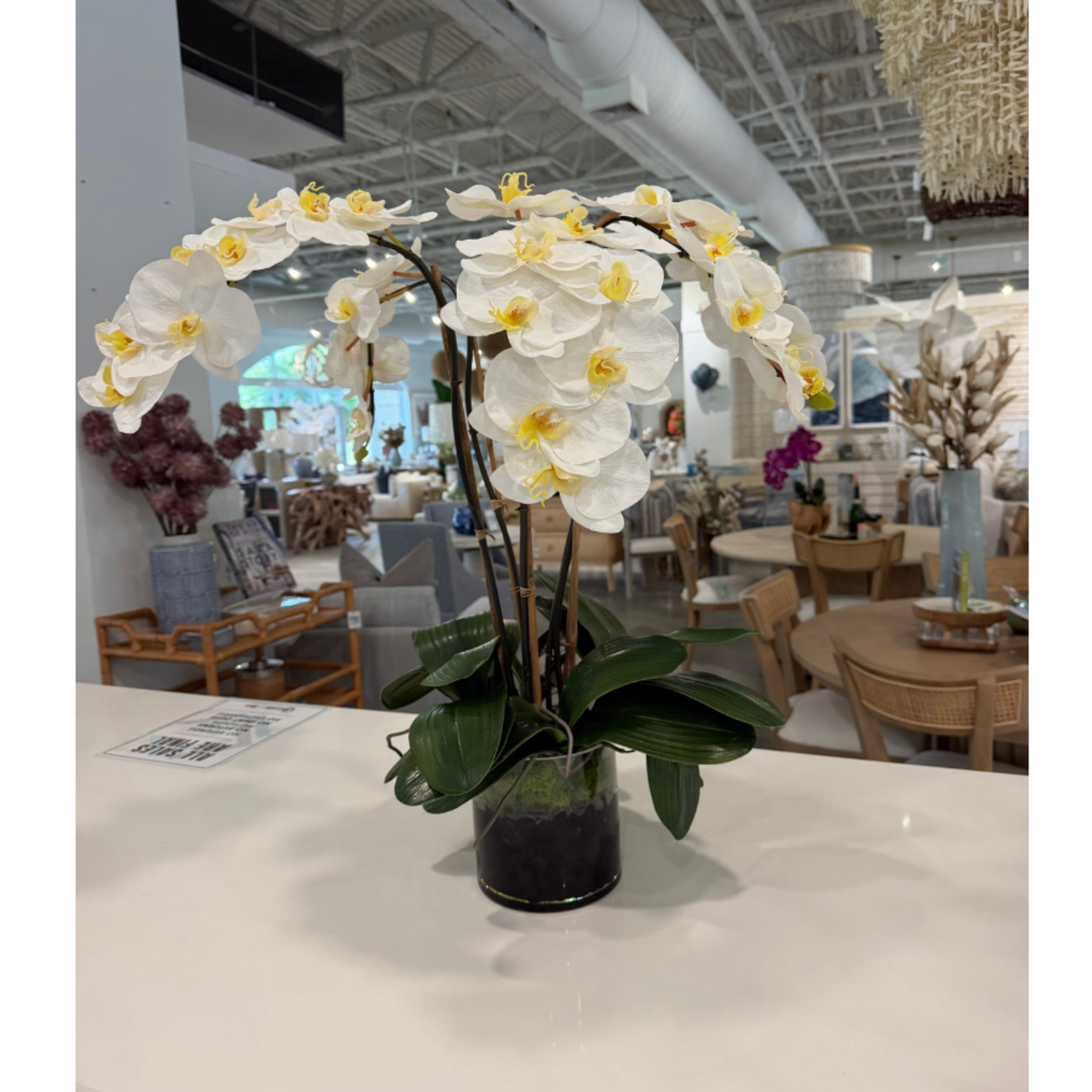 Outside The Box 6" Five White Phalaenopsis Orchid In Round Glass Vase