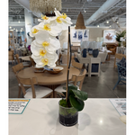 Outside The Box 5" Single White Phalaenopsis Orchid In Round Glass Vase