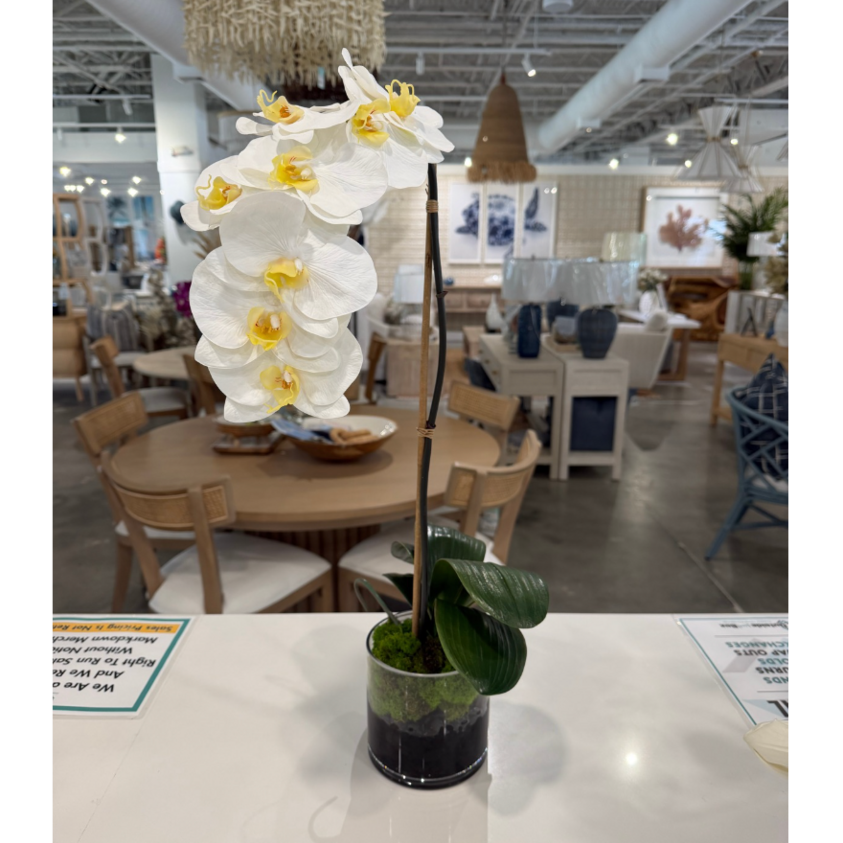 Outside The Box 5" Single White Phalaenopsis Orchid In Round Glass Vase