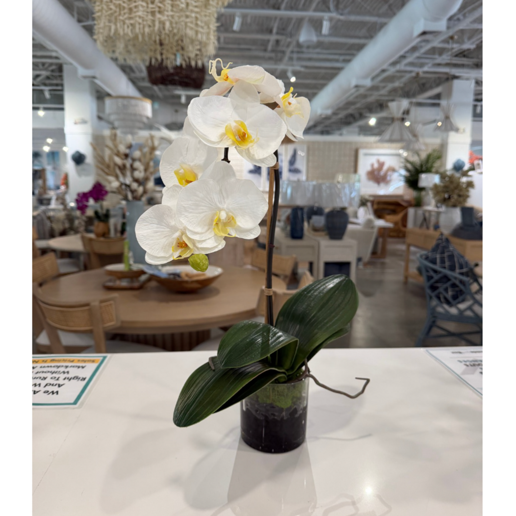 Outside The Box 4" Single White Phalaenopsis Orchid In Roundr Glass Vase