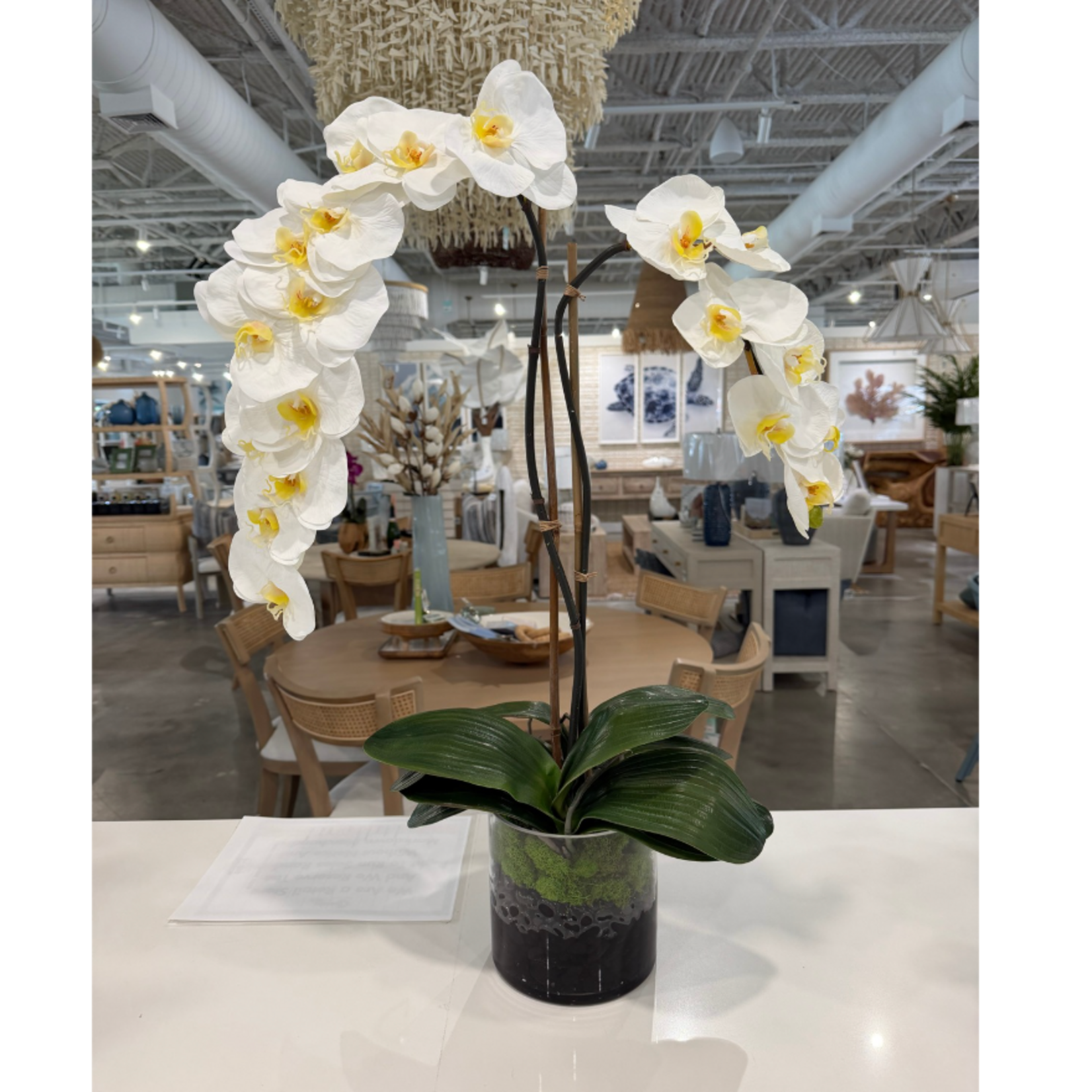 Outside The Box 6" Two White Phalaenopsis Orchid In Round Glass Vase