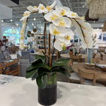 Outside The Box Three White Phalaenopsis Orchid In Round Glass Vase
