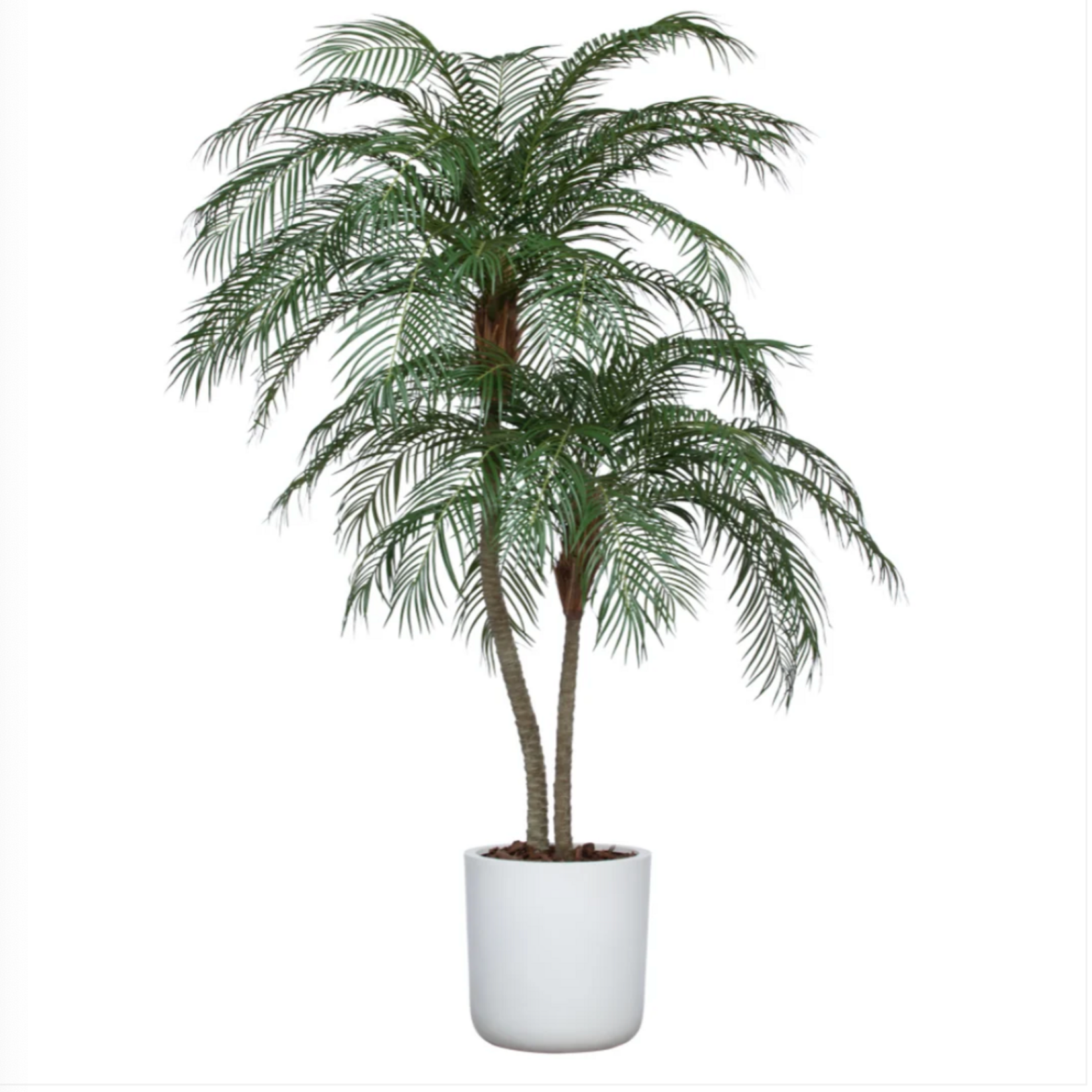 Outside The Box 8' Palm Phoenix Deluxe Silk UV Tree In 19" White Cylinder Pot