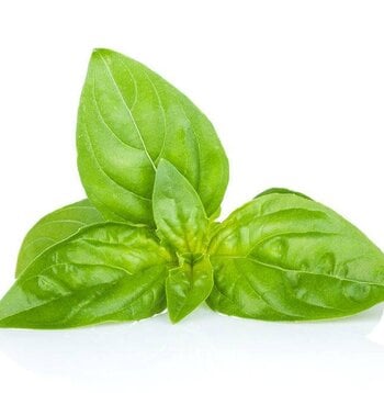 Basil, Sweet Essential Oil