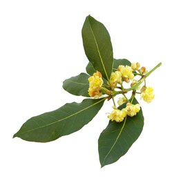Bay Laurel Essential Oil