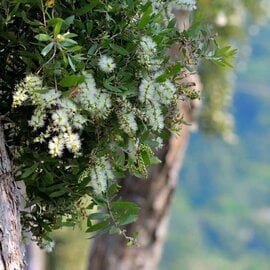 Cajuput Essential Oil