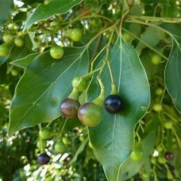 Camphor, White Essential Oil