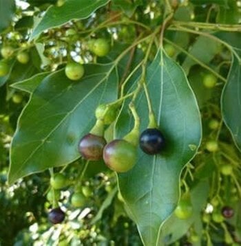 Camphor, White Essential Oil