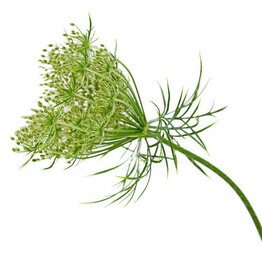 Carrot Seed Essential Oil