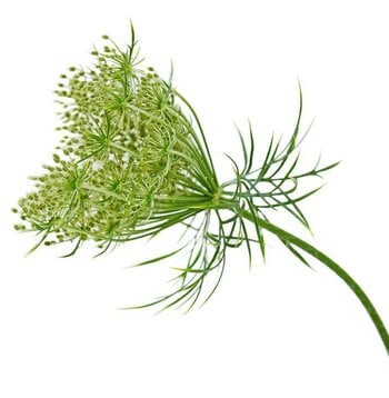 Carrot Seed Essential Oil