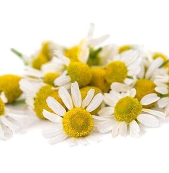 Chamomile German Blue Essential Oil