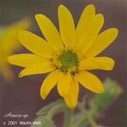 Arnica Leaf and Flowers Cut and Sifted Bulk