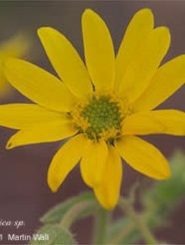 Arnica Leaf and Flowers Cut and Sifted Bulk