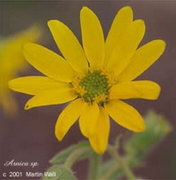 Arnica Leaf and Flowers Cut and Sifted Bulk