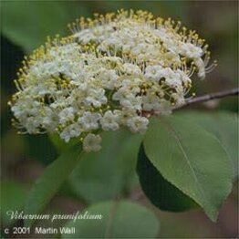 Black Haw Bark Powder Bulk