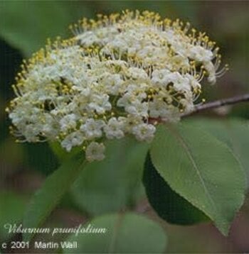 Black Haw Bark Powder Bulk