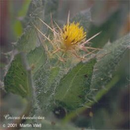Blessed Thistle Cut and Sifted Bulk