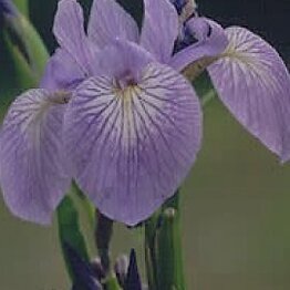Blue Flag Root Cut and Sifted Bulk