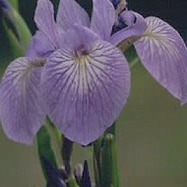 Blue Flag Root Cut and Sifted Bulk