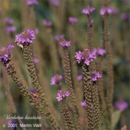 Blue Vervain Herb Cut and Sifted Bulk