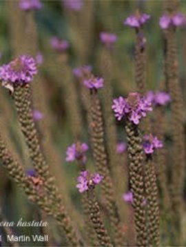 Blue Vervain Herb Cut and Sifted Bulk