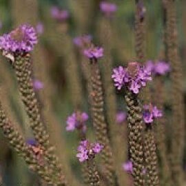 Blue Vervain Powder Bulk
