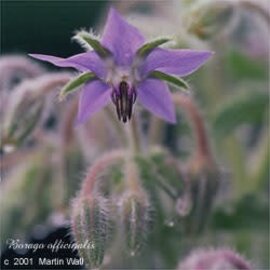Borage Leaf Cut and Sifted Bulk