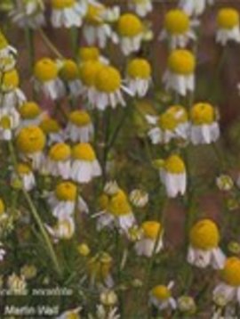chamomile teething powder