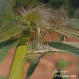 Cornsilk Powder Bulk